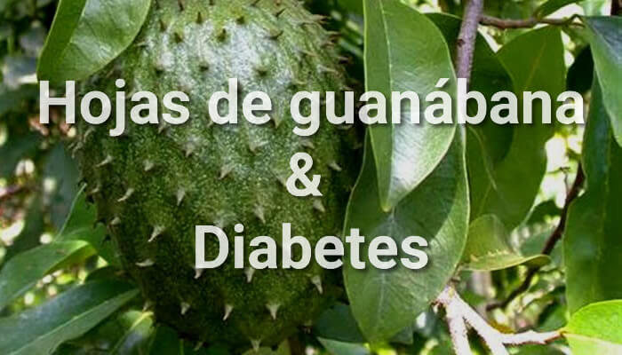 Hojas De Guanabana Para La Diabetes Beneficios Y Forma De Uso