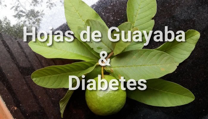 Te De Hojas De Guayaba Y Diabetes Realmente Es Bueno Para Los